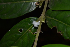 Lasianthus capitulatus